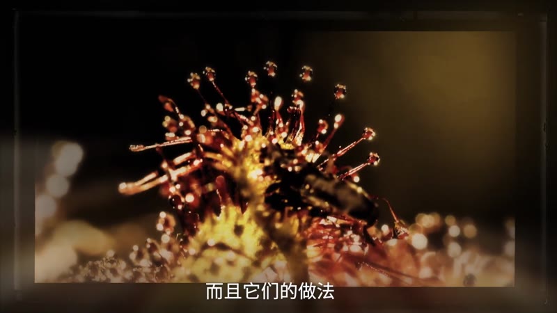 植物也坏坏剧照2