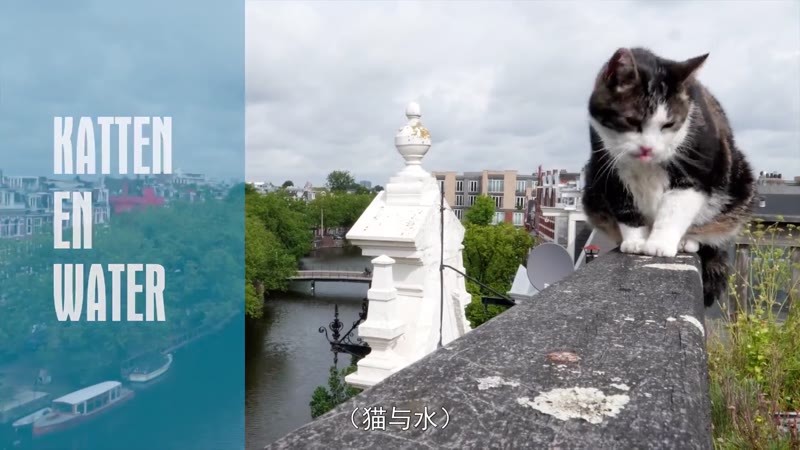 最爱喵星人：我猫威武剧照2