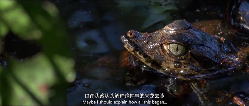 小鳄鱼的故事剧照1