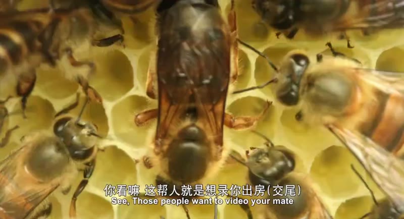 牧蜂姑娘剧照2