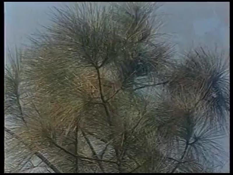 冷血奇花剧照3